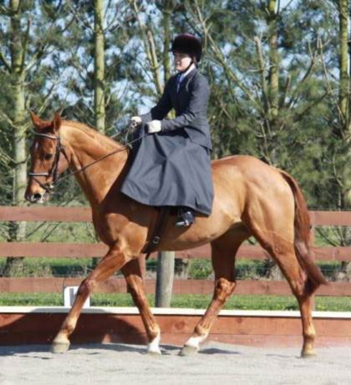 Picture for category Side Saddle